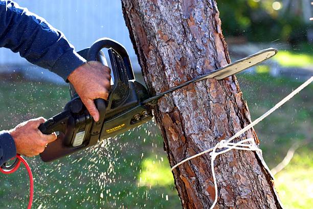 Corry, PA Tree Care Company