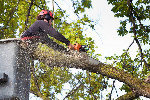 How Our Tree Care Process Works  in  Corry, PA